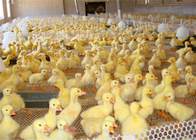 Плетение птицы сопротивления носки пластиковое для питаться утки цыпленка и животное защищают