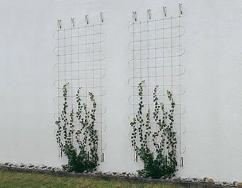 2 небольших greening фасада с квадратными картинами использованы для того чтобы ободрить взбираясь заводы.