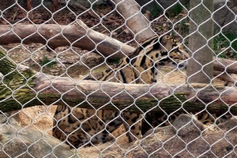 Заключают леопарда завязанной сеткой зоопарка кабеля нержавеющей стали