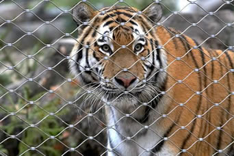 Тигр вытаращится вне через отверстие типа сетки ferrule зоопарка кабеля нержавеющей стали