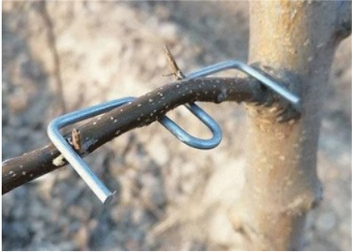 Длина 13CM гальванизировала деревья Furit стального провода использует ветвь дерева отжимая инструмент
