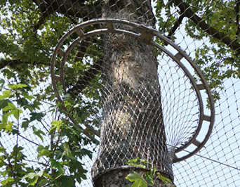 Соединять между плетением aviary и высоким деревом плотная сеть которая эффектно предотвращает птиц от летания вне.